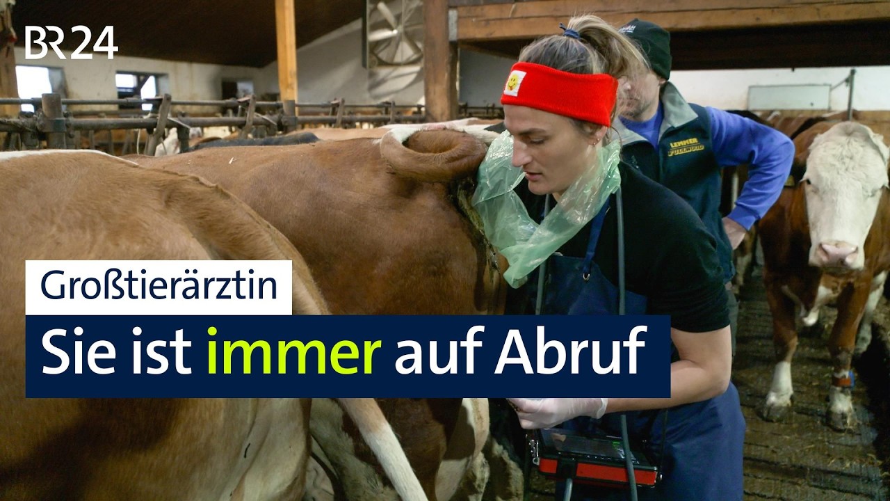 Großtierärztin bei der Untersuchung einer Kuh auf einem Bauernhof in Bayern – Großtierarzt Mangel auf dem Land