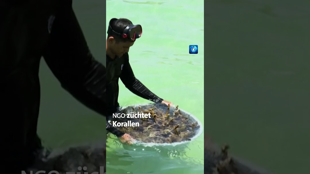 Korallenzüchter betrachtet farbenfrohe Korallenableger in einer Unterwasser-Aufzuchtstation im Meer