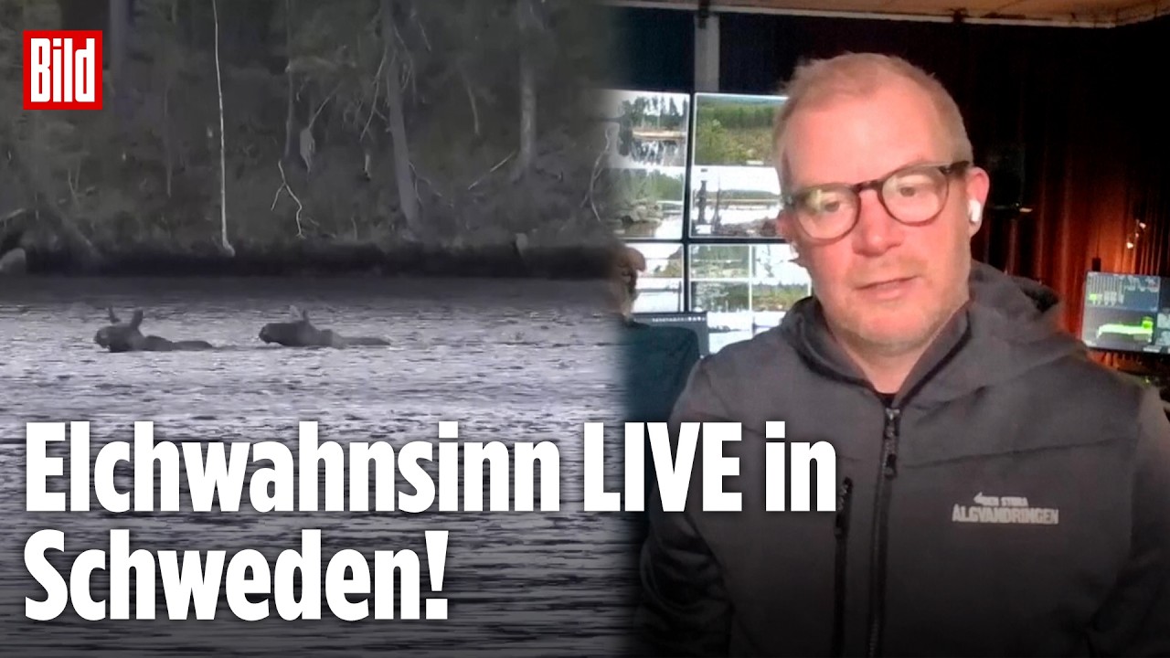 Elchwanderung Schweden – Elche schwimmen durch den Ångermanälven bei der jährlichen Elchwanderung in Schweden – Slow TV live