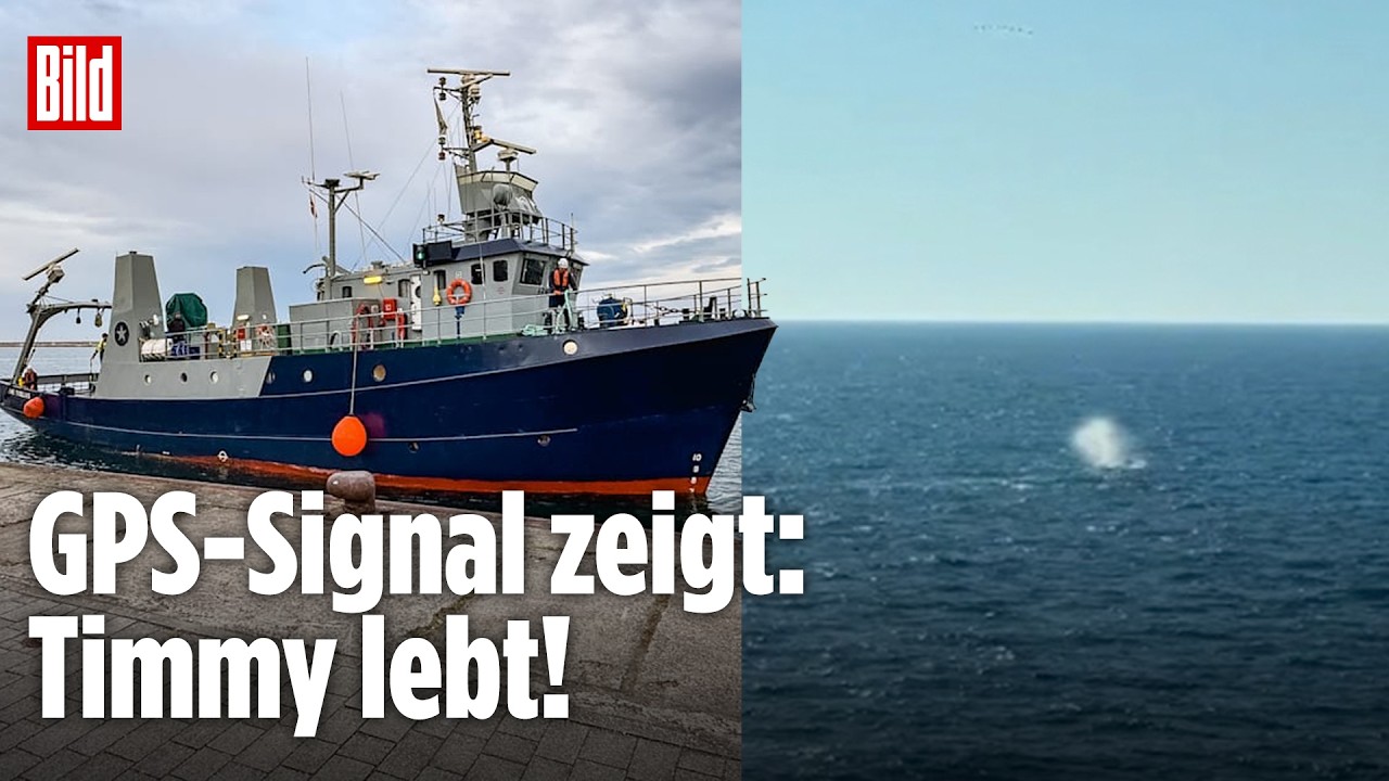Wal Timmy schwimmt frei im Meer nach erfolgreicher Rettungsaktion – GPS-Sender bestätigt Lebenszeichen