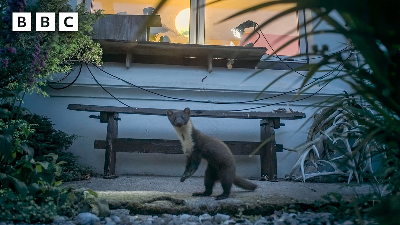 Junger Baummarder frisst Erdnüsse aus einer Holzbox im winterlichen Garten – Baummarder-Schutzprojekt in Schottland
