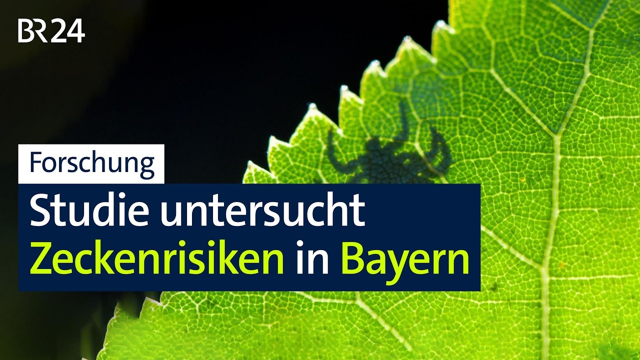 Nahaufnahme einer vollgesaugten Zecke – Zeckenrisiko Bayern: FSME und Borreliose unter der Lupe