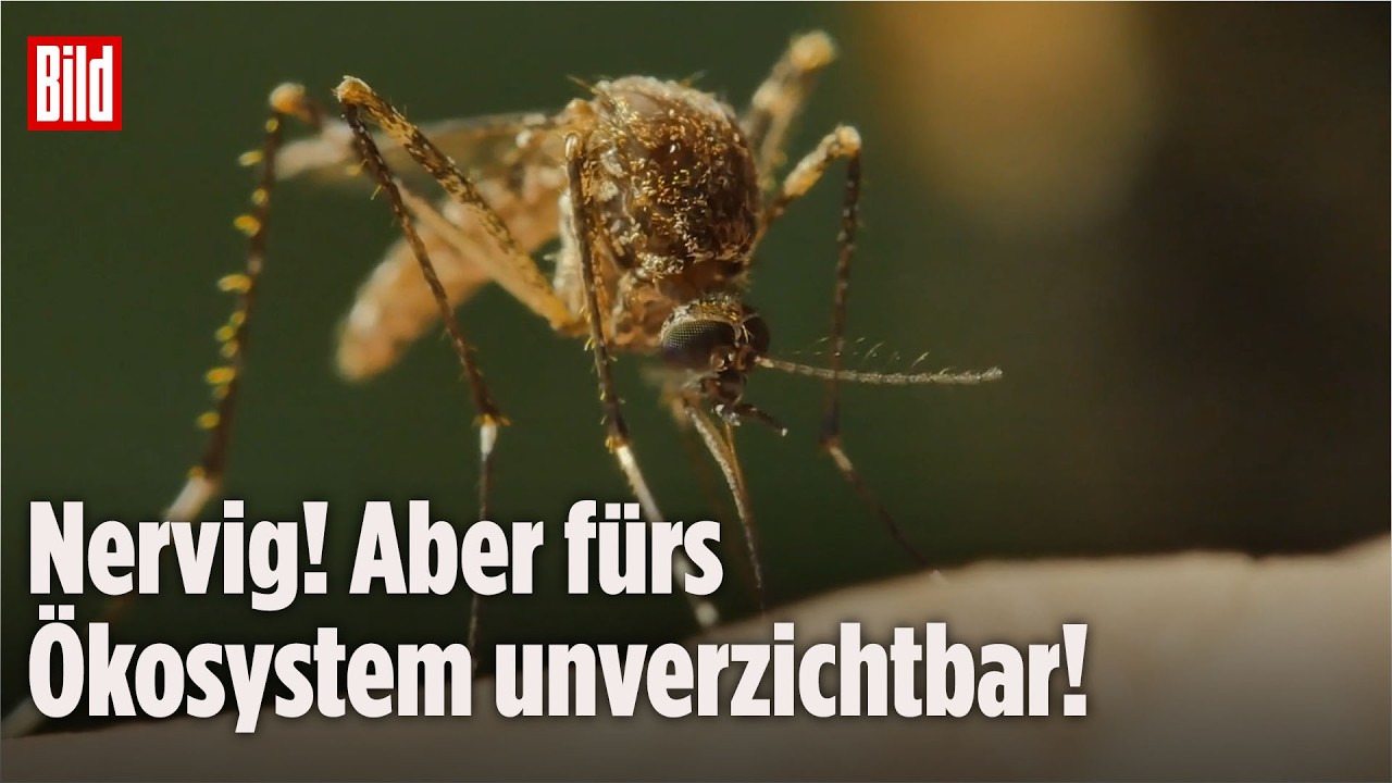 Nahaufnahme einer Stechmücke auf menschlicher Haut – Mücken ausrotten hätte weitreichende Folgen für das Ökosystem