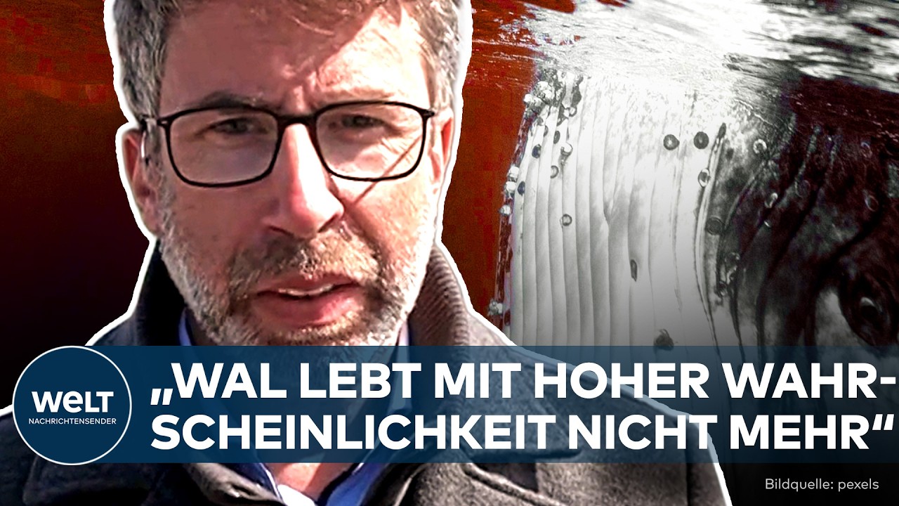 Buckelwal Timmy taucht in der Nordsee auf, Rettungsaktion im Hintergrund mit Booten