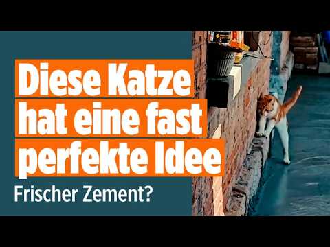 Katze frischer Zement – Eine Katze balanciert vorsichtig am Rand von frischem Zement und hinterlässt Pfoten-Abdrücke im weic…