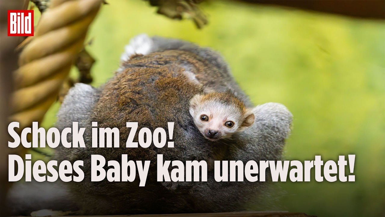 Kronenmakis Nachwuchs – Kronenmakis-Baby kuschelt sich an Mutter Amalia im Zoo Dresden – seltener Nachwuchs einer bedrohten …