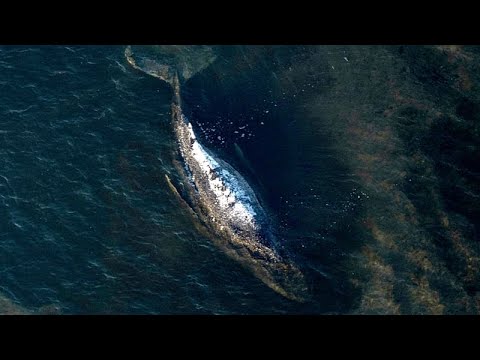 Buckelwal Timmy wird von einem Rettungsschiff in der Nordsee freigelassen – stark befahrene Schifffahrtsroute im Hintergrund