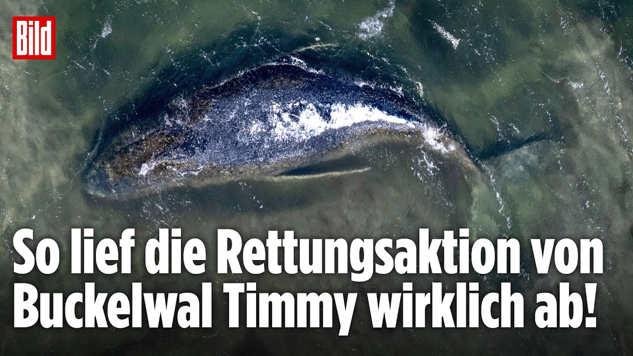 Buckelwal Timmy wird auf einem Spezialtransporter durch die Ostsee in die Nordsee transportiert