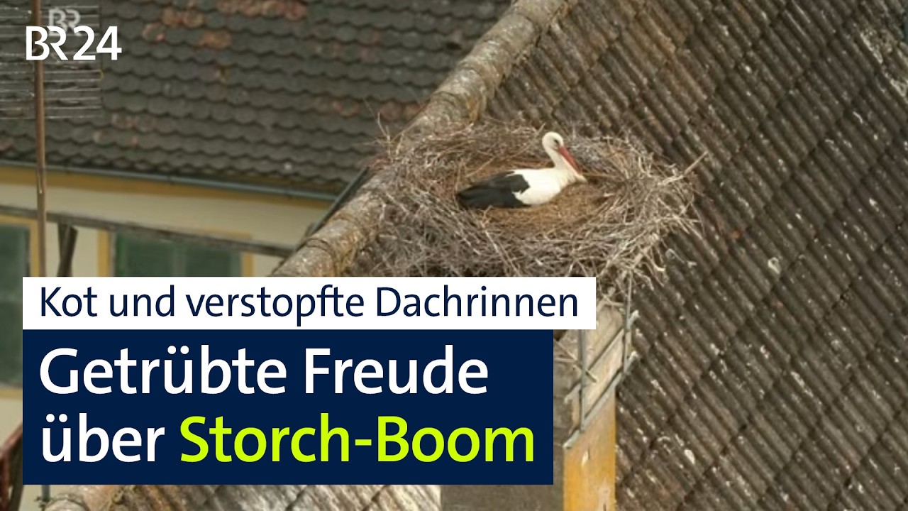 Weißstorch Bayern – Weißstorch mit Jungen im Nest auf einem Kirchturm in Bayern, Altstadt im Hintergrund