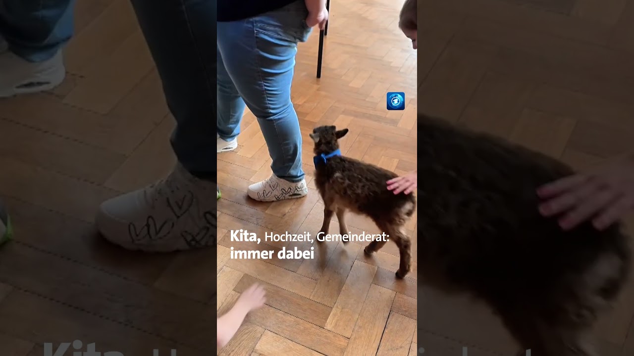 Ein junges Lamm sitzt in einem Büro zwischen Schreibtischen – Lamm im Büro als besondere Herausforderung