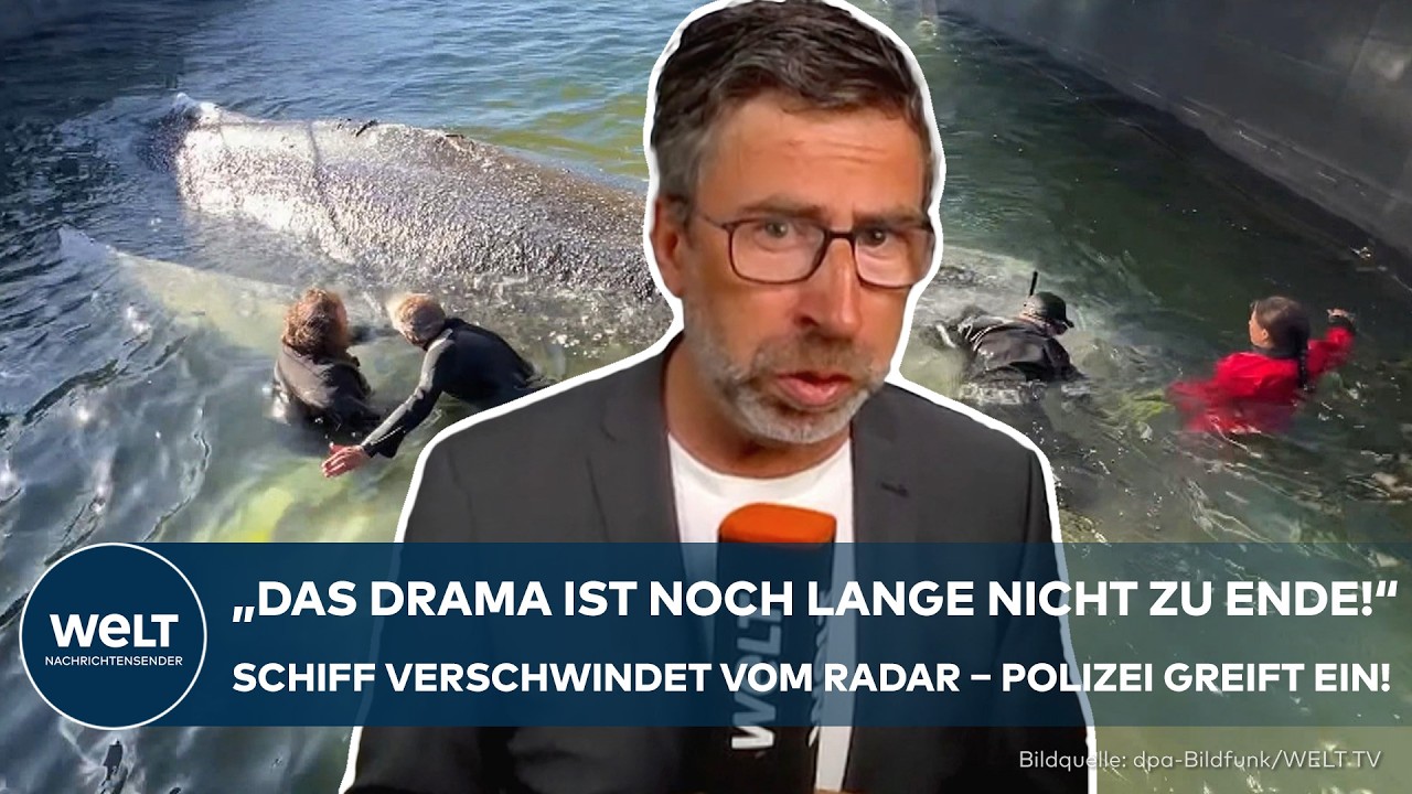 Beluga-Wal Timmy bei der Freilassung in der Nordsee – Wal Timmy taucht ins Wasser