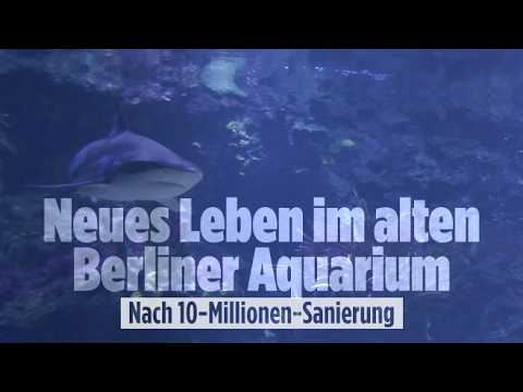 Haie und Rifffische im großen Schaubecken des Aquarium Berlin nach der Wiedereröffnung 2026