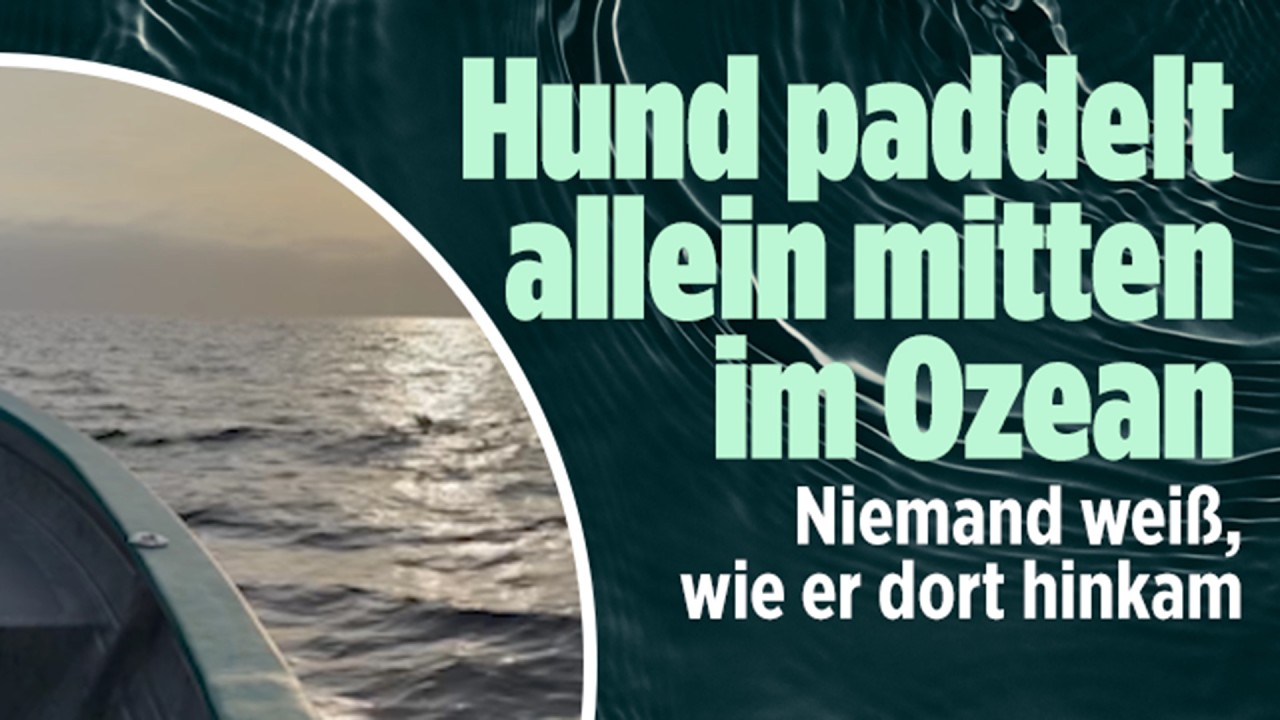 Erschöpfter Hund im Meer wird von Fischern vor der Küste Mexikos gerettet – Hund im Meer auf einem Boot