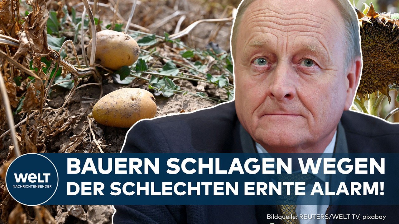 Ausgedörrtes Weizenfeld in Deutschland – Getreideernte 2026 leidet unter Hitze und Dürre