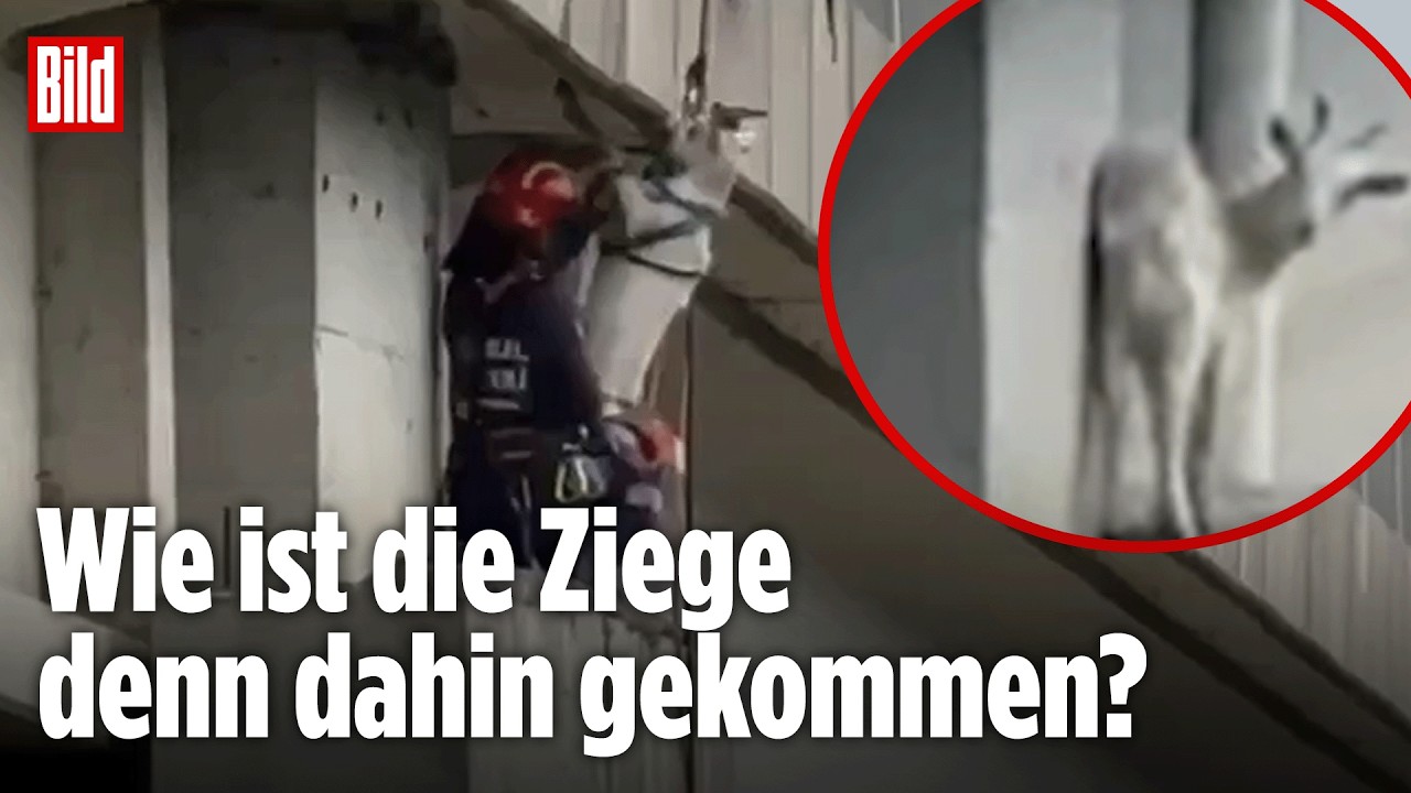 Ziege Rettung Brückenpfeiler – Feuerwehrmann seilt sich von Autobahnbrücke ab zur Ziege Rettung vom Brückenpfeiler in Istanb…
