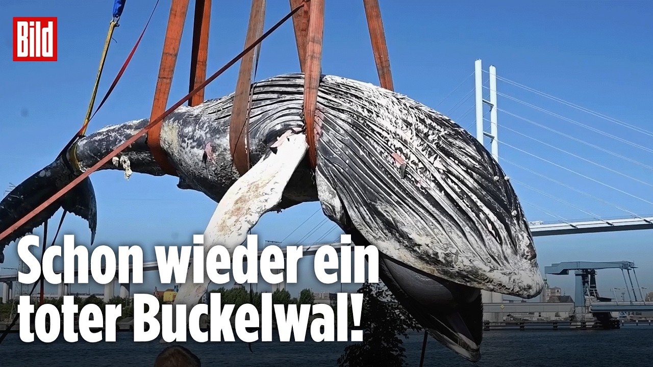 Buckelwal Ostsee – Toter Buckelwal wird mit Seilen aus der Ostsee geborgen, Rügen im Hintergrund