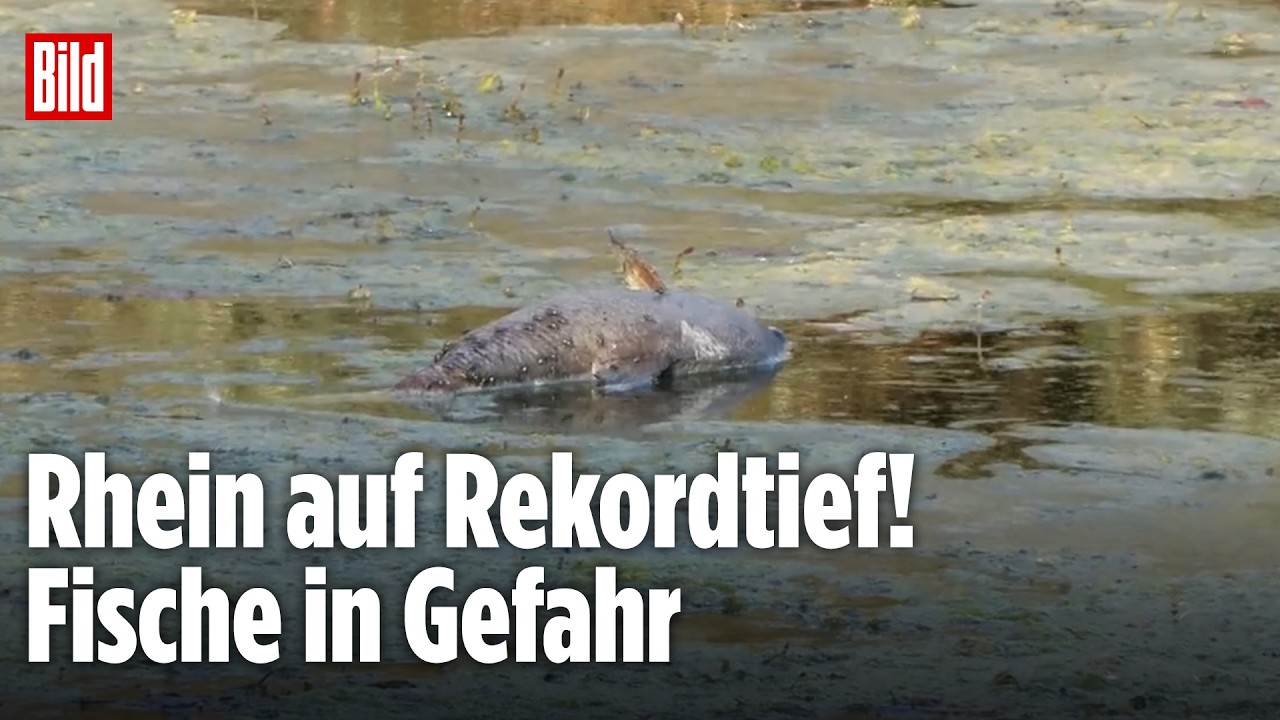 Blick auf den niedrigen Rheinpegel bei Düsseldorf – Rhein Niedrigwasser legt Sandbänke frei