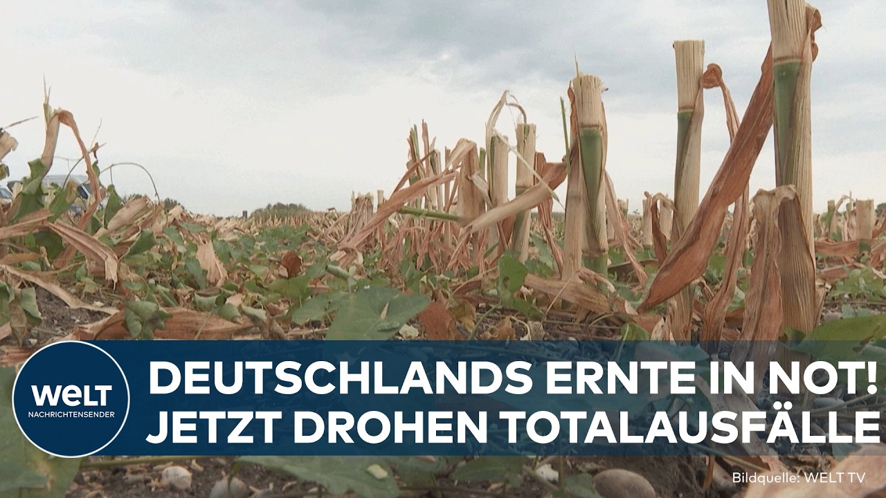 Verdorrtes Getreidefeld in Deutschland – schlechte Ernte 2026 durch Hitze und Dürre