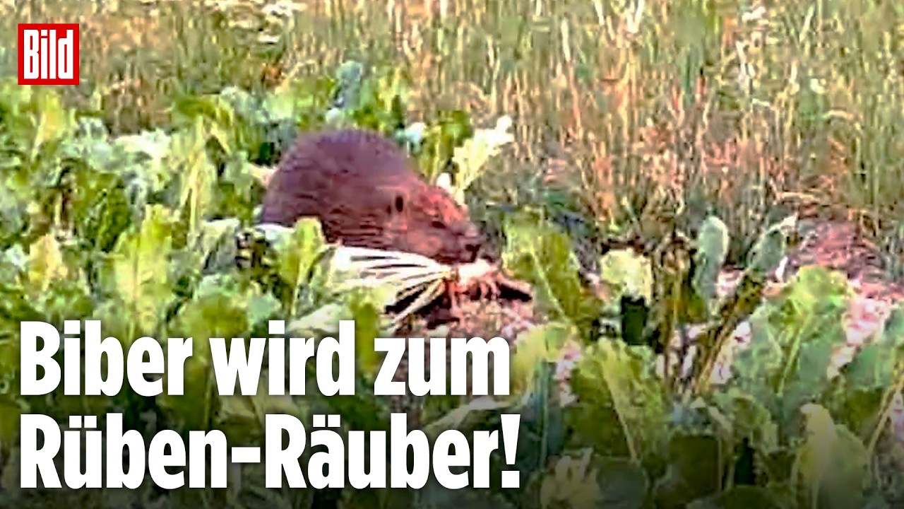 Ein Biber sitzt nachts auf einem Rübenfeld, aufgenommen von einer Wildkamera