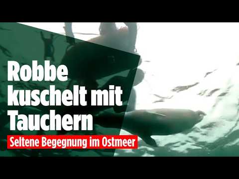 Junge wilde Robbe schwimmt neben einem Freitaucher unter Wasser in der russischen Region Primorie