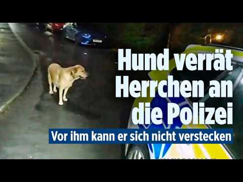 Ein Labrador-Hund sitzt vor einem Haus in England, Labrador verrät Besitzer bei Polizeifahndung