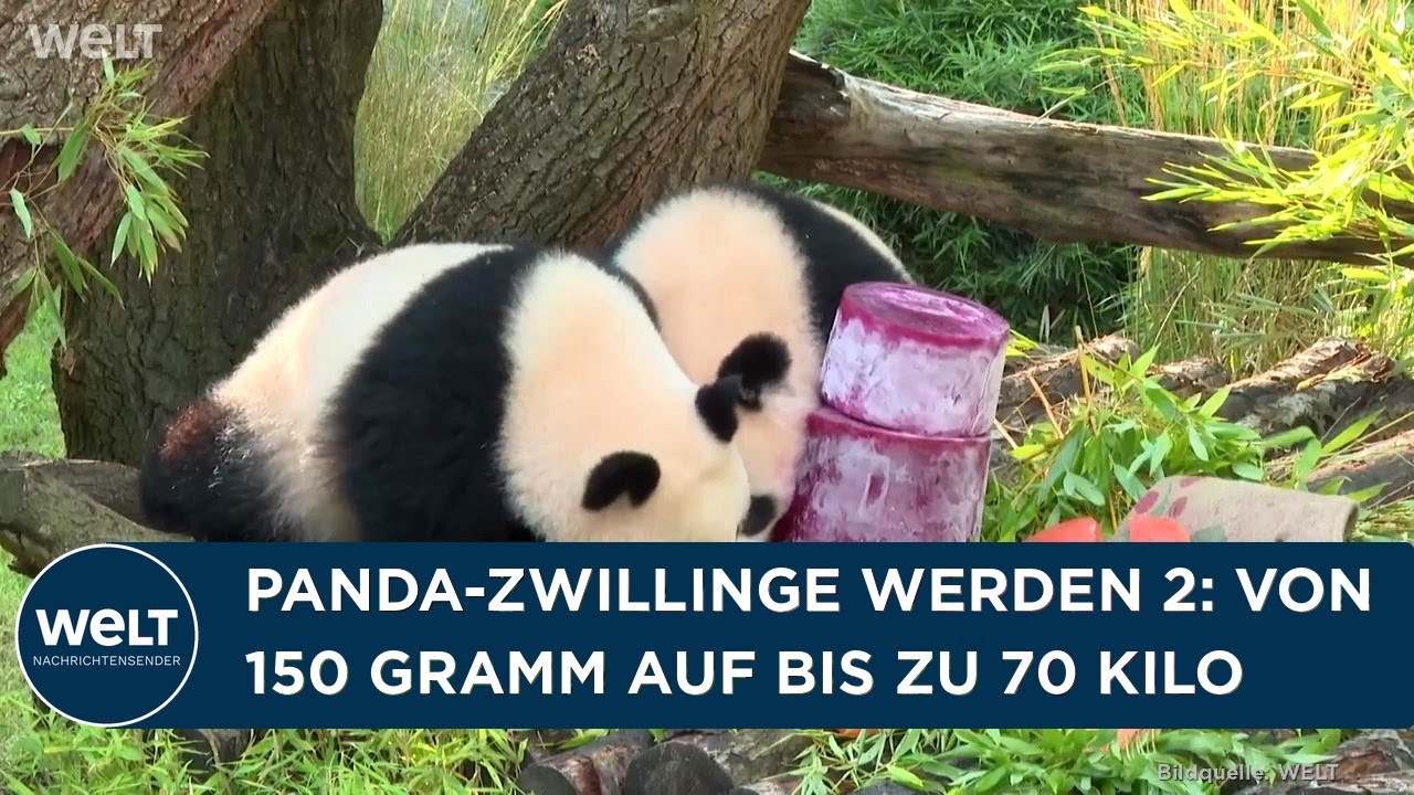 Pandazwillinge Leni und Lotti schlagen auf ihren Eiskuchen im Zoo Berlin beim zweiten Geburtstag ein