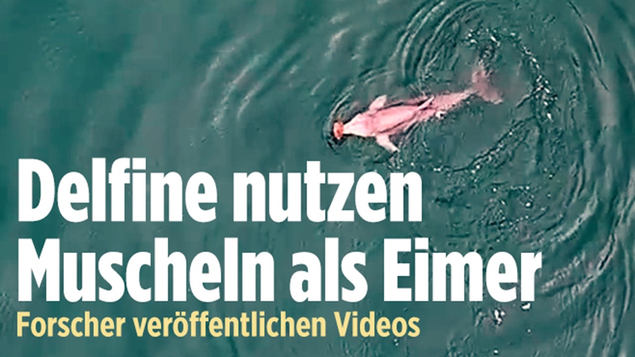 Delfin hält eine große Meeresmuschel an der Wasseroberfläche – Delfine Werkzeug zum Fischfang vor Australiens Küste
