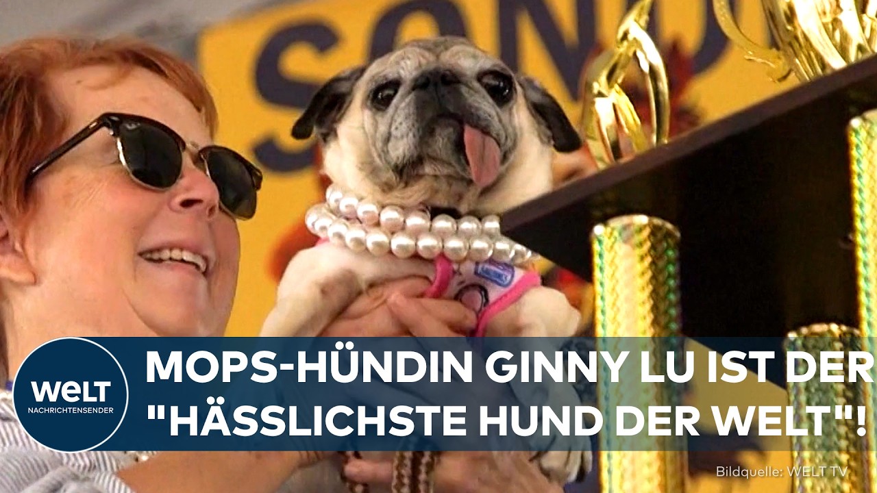 Mopshündin Ginny Lu mit schiefer Zunge gewinnt den World's Ugliest Dog Contest in Kalifornien