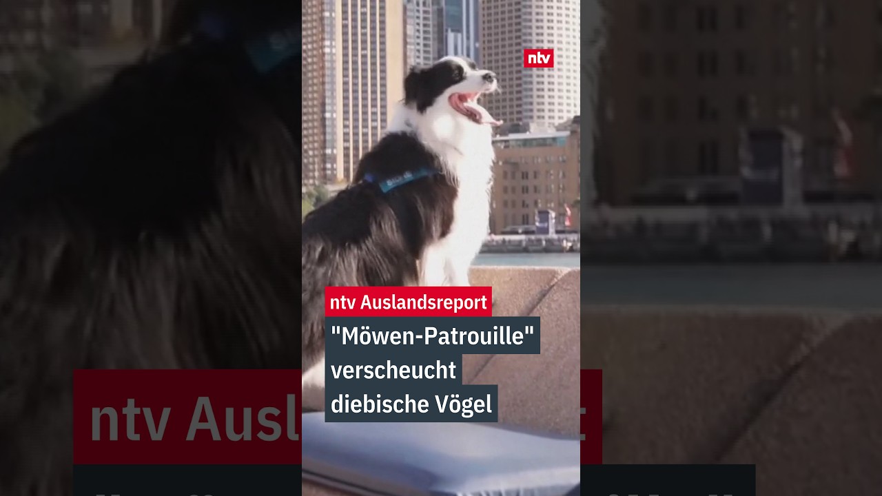 Ein Border Collie der Möwen-Patrouille verscheucht Möwen vor dem Opernhaus in Sydney
