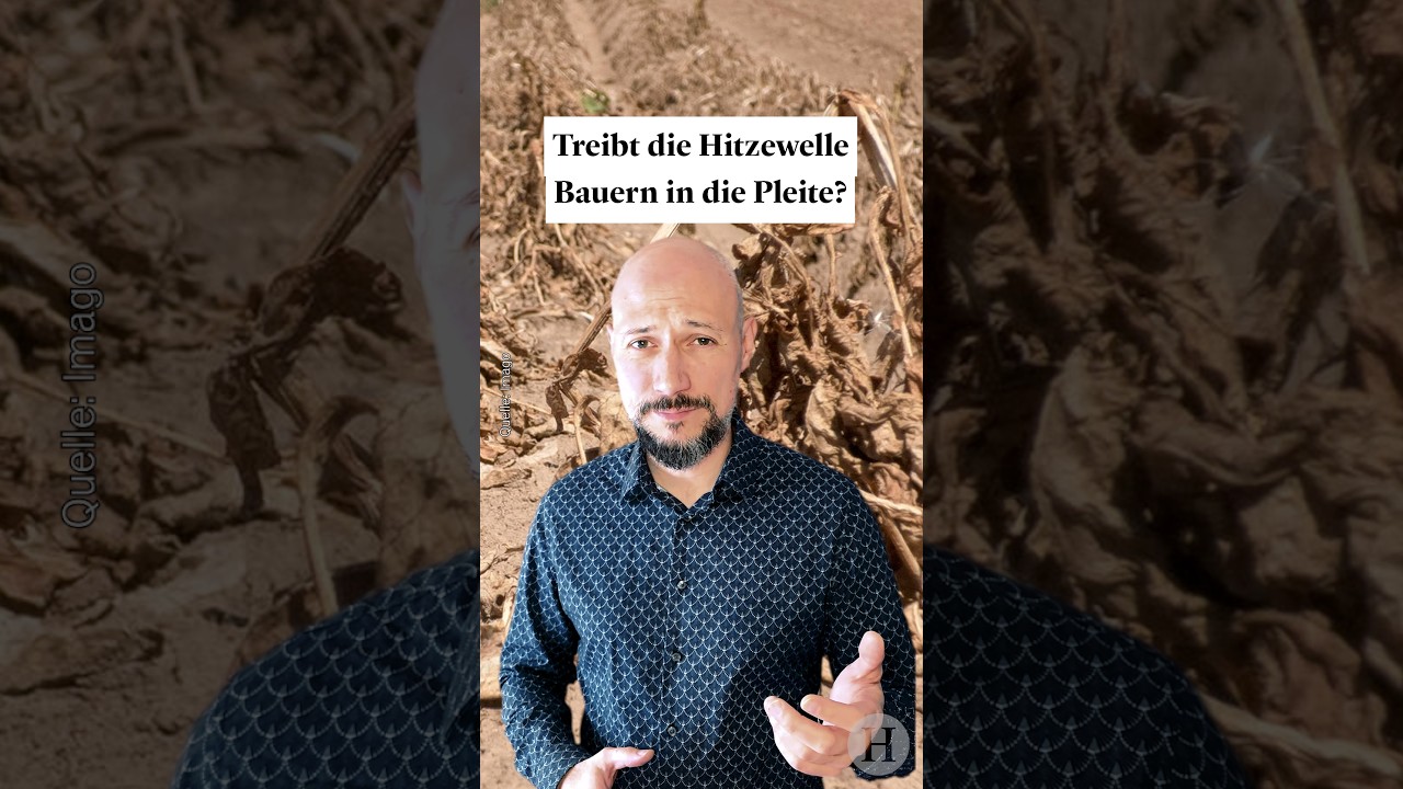 Hitzewelle Landwirtschaft – Ausgetrocknetes Getreidefeld in Deutschland während der Hitzewelle – Landwirtschaft in der Krise