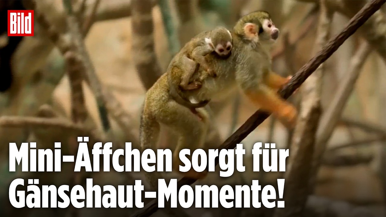 Totenkopfäffchen Nachwuchs – Totenkopfäffchen-Nachwuchs klammert sich an Mutter Gismo im Brookfield Zoo Chicago