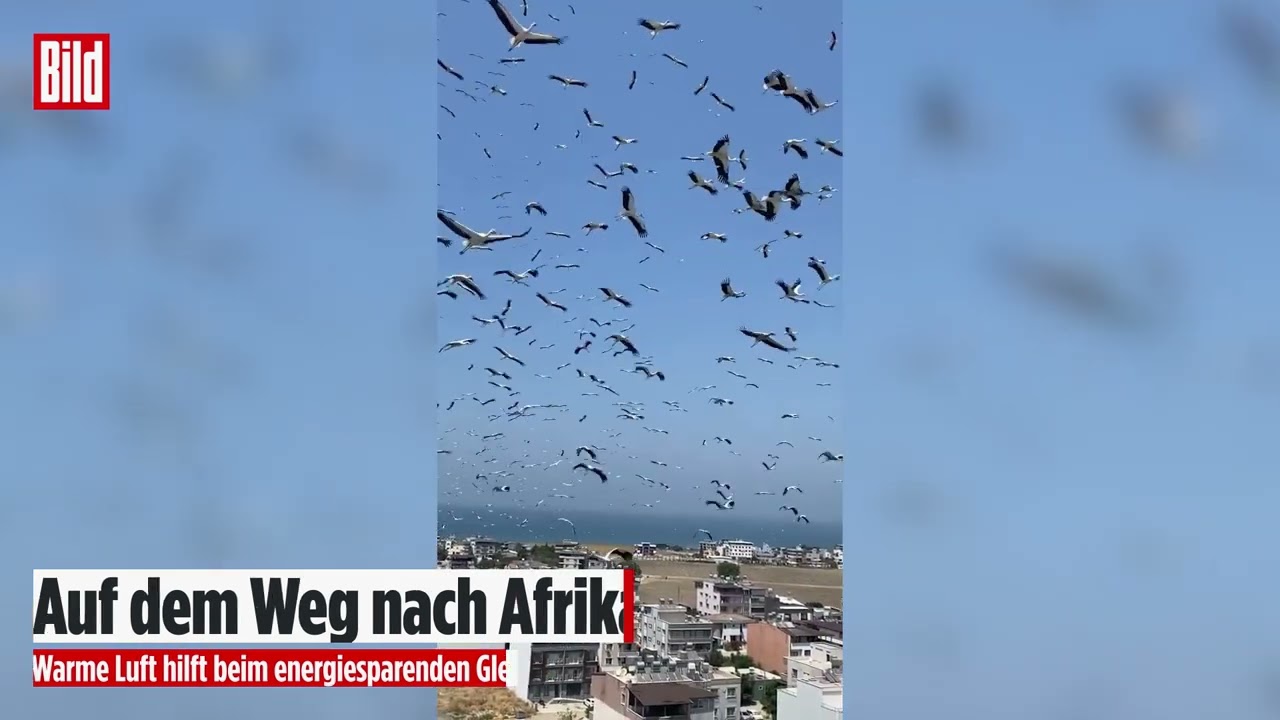Hunderte Störche fliegen in einem riesigen Schwarm über die Stadt Iskenderun in der türkischen Provinz Hatay – beeindruckend…