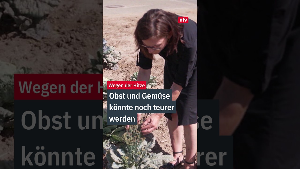 Obst und Gemüse Hitze – Verdorrte Gemüsepflanzen auf einem ausgetrockneten Feld – Obst und Gemüse leiden unter extremer Hitze