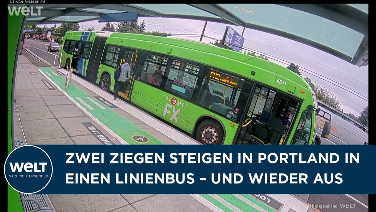 Zwei Ziegen im Linienbus in Portland stehen im Gang des grünen Trimet-Busses