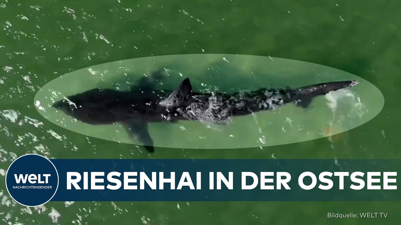 Toter Riesenhai liegt am Strand der dänischen Ostseeküste bei Arbeck, fast fünf Meter langer Riesenhai von oben