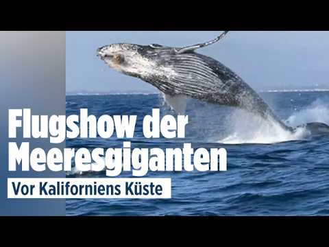 Buckelwal springt vor der Küste Kaliforniens neben einem Whale-Watching-Schiff aus dem Wasser