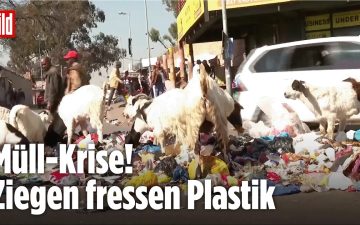illegale Deponie – Müllberge auf einer illegalen Deponie in Johannesburg, Südafrika, mit Tieren zwischen Plastikmüll