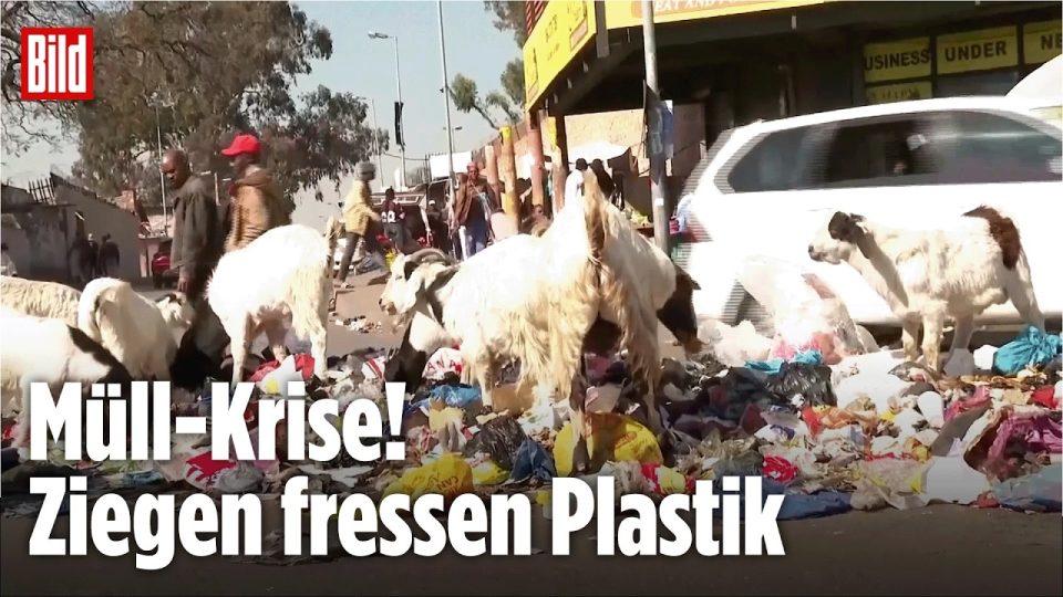 illegale Deponie – Müllberge auf einer illegalen Deponie in Johannesburg, Südafrika, mit Tieren zwischen Plastikmüll