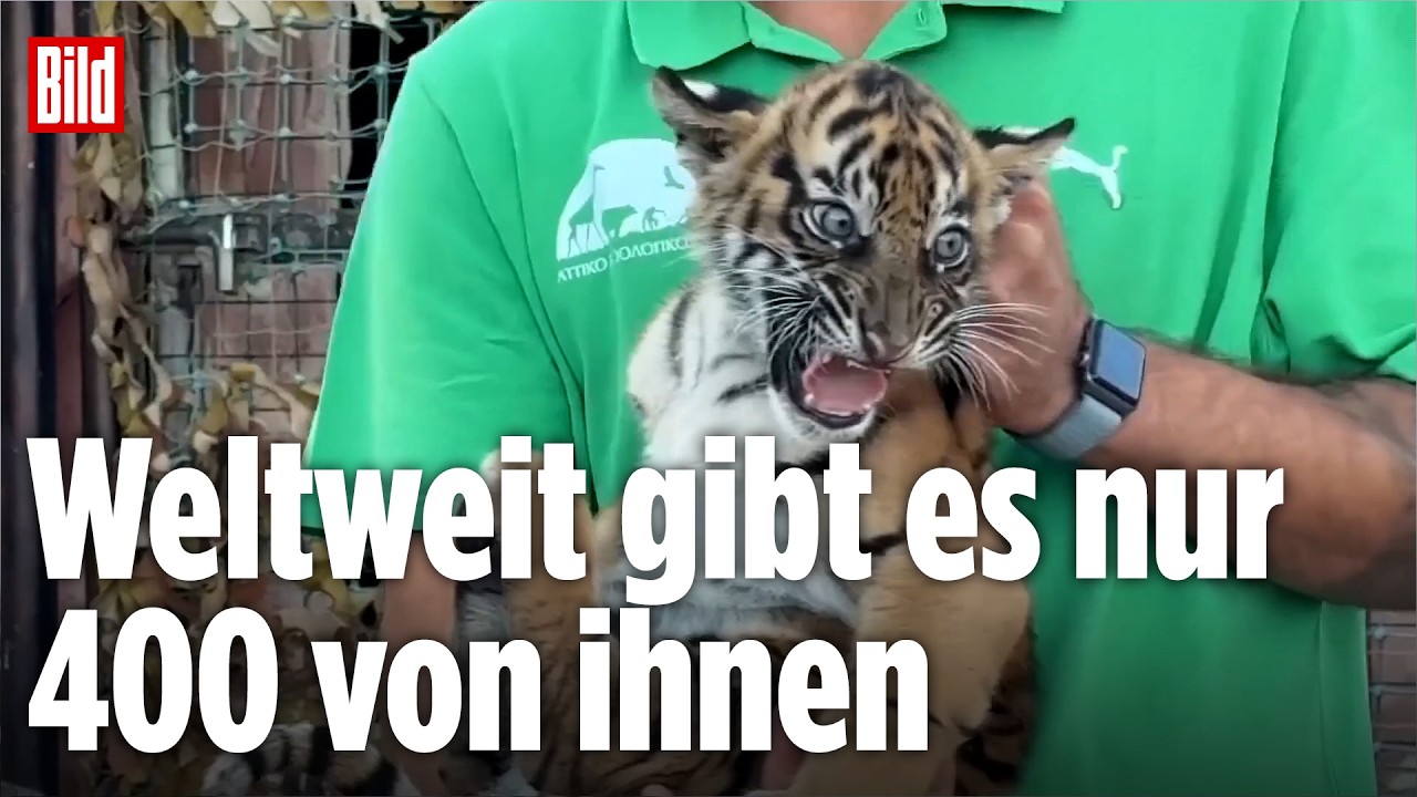 Drei Sumatra-Tiger-Drillinge erkunden ihr Gehege im Zoo bei Athen, bewacht von Mutter Toba