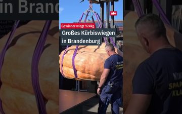 Ein riesiger Kürbis auf einer Waage beim Kürbiswettbewerb Brandenburg in Kleisdorf