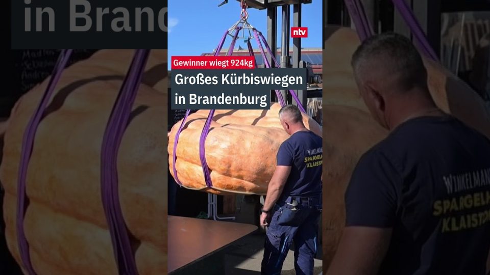 Ein riesiger Kürbis auf einer Waage beim Kürbiswettbewerb Brandenburg in Kleisdorf