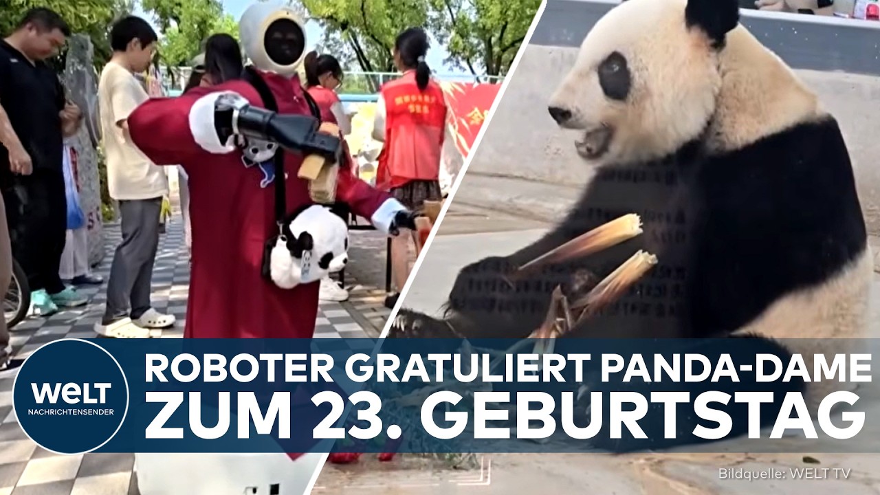 Riesen-Panda Ge Ge im Zoo Tianjin feiert ihren 23. Geburtstag mit Roboter-Ständchen und Kuaiban-Show