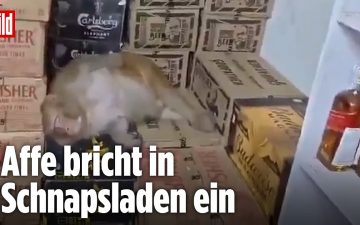 Affe trinkt Wodka – Ein Affenweibchen schläft auf Pappkartons in einem indischen Spirituosenladen, nachdem es Wodka getrunke…