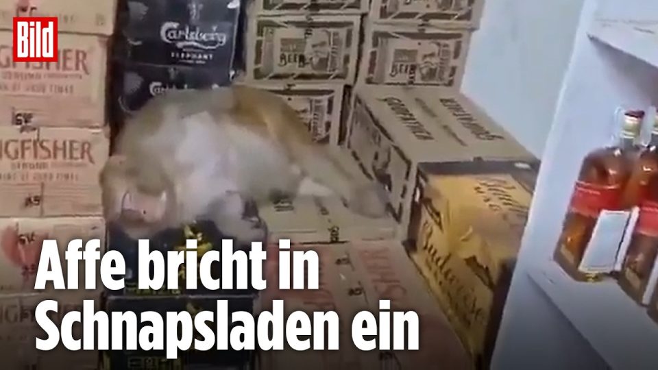 Affe trinkt Wodka – Ein Affenweibchen schläft auf Pappkartons in einem indischen Spirituosenladen, nachdem es Wodka getrunke…