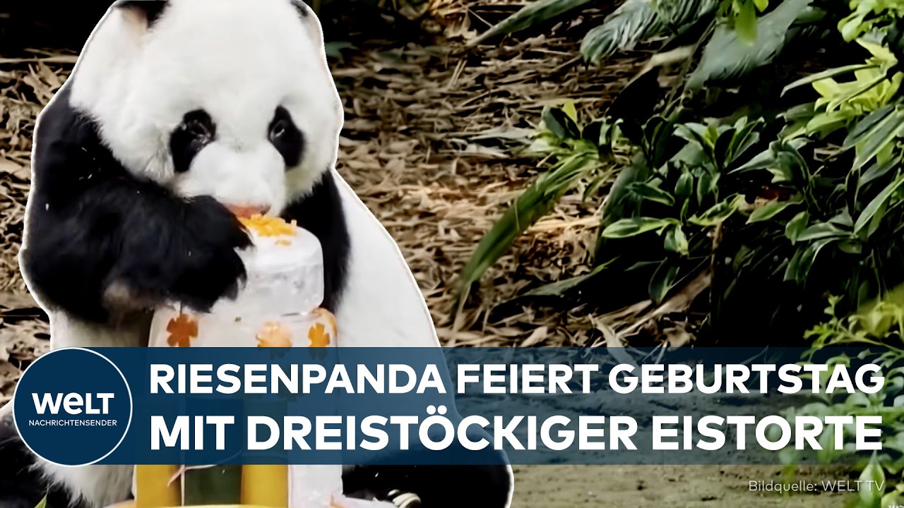 Riesenpanda Kai Kai frisst Karotten von einer Eistorte zu seinem 19. Geburtstag im Tierpark River Wonders in Singapur
