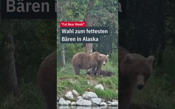 Ein massiver Braunbär steht im Fluss im Katmai-Nationalpark – Kandidat der Fat Bear Week in Alaska