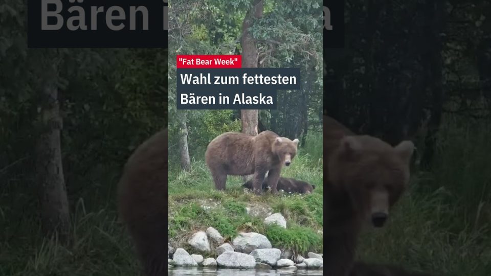 Ein massiver Braunbär steht im Fluss im Katmai-Nationalpark – Kandidat der Fat Bear Week in Alaska