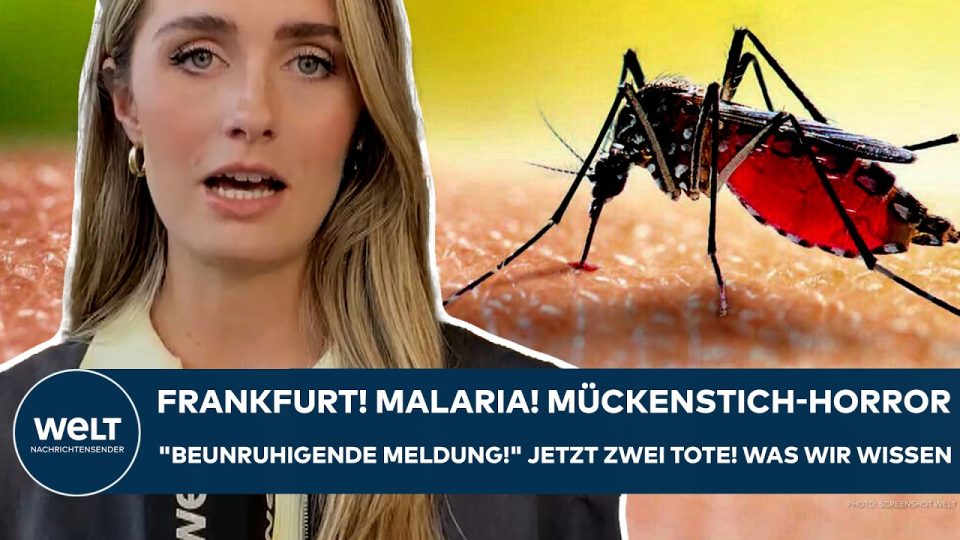 Mücke auf menschlicher Haut – Malaria Frankfurt Flughafen Infektionsrisiko durch eingeschleppte Erreger