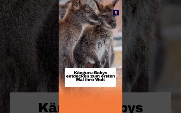 Känguru-Baby schaut neugierig aus dem Beutel seiner Mutter im Zoo Heidelberg