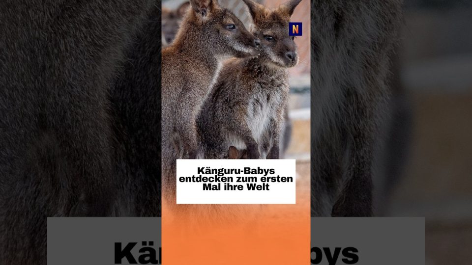 Känguru-Baby schaut neugierig aus dem Beutel seiner Mutter im Zoo Heidelberg